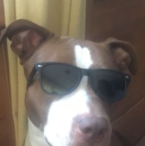 Meet your Posher, Ken